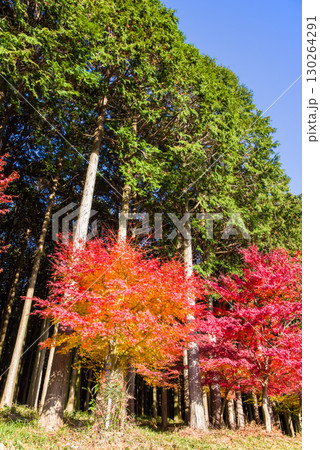 真っ赤なモミジとヒノキ林《三重県 四日市市 水沢町 もみじ谷付近》 130264291