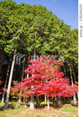 真っ赤なモミジとヒノキ林《三重県 四日市市 水沢町 もみじ谷付近》 130264293