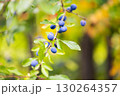 Blackthorn - Prunus spinosa, sloe - flowering plant on blurred bokeh autumn background 130264357