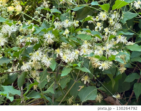 Clematis vitalba vine with clusters of small white and yellow flowers in summer bloom. Wild plant, botany, and seasonal vegetation in natural outdoor environment. 130264792