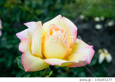 Flowering summer rose in bud 130265277