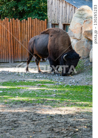 Buffalo on the grass close up 130265283