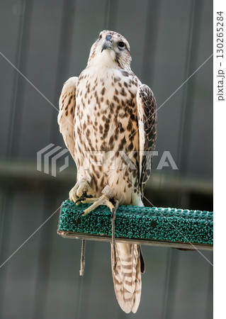 Beautiful falcon 130265284