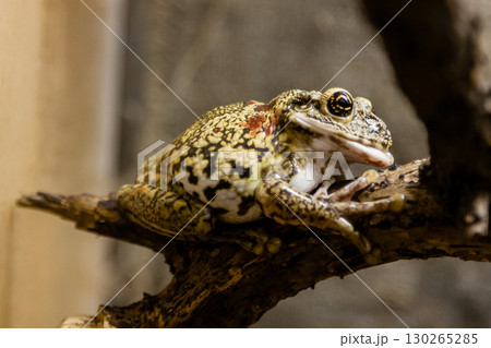 A green toad sits on a branch A green toad sits on a branch 130265285