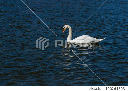 Beautiful swan floats on the lake 130265298