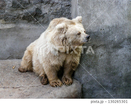 White bear who looks out for White bear who looks out for 130265301