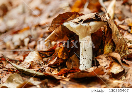 beautiful mushrooms under yellow, orange forest leaves 130265407
