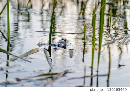 the frog sails on the pond 130265469
