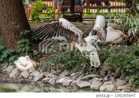 beautiful pink flamingos with beak and loose wings 130265647
