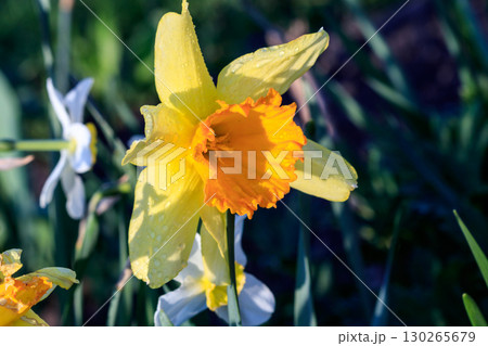 beautiful summer Cyclameniform daffodils - Cyclamineus 130265679