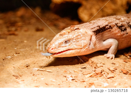 Beautiful blue-eyed skink lizard, tiliqua scincoides Beautiful blue-eyed skink lizard, tiliqua scincoides 130265718