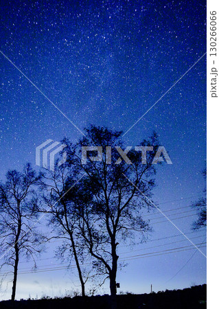 木々のシルエットと満天の星空_縦 130266066