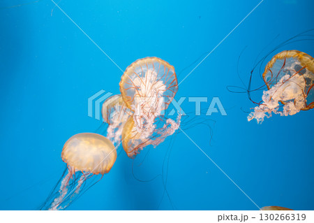 underwater photography jellyfish Chrysaora fuscescens, Pacific sea nettle, West Coast sea nettle 130266319
