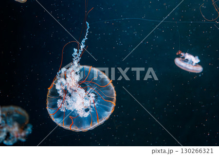 underwater photography jellyfish Chrysaora fuscescens, Pacific sea nettle, West Coast sea nettle underwater photography jellyfish Chrysaora fuscescens, Pacific sea nettle, West Coast sea nettle 130266321