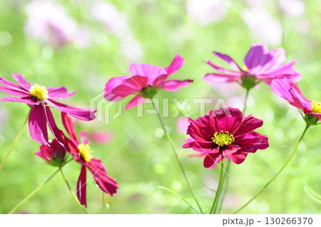 いつか見た　コスモス畑 130266370