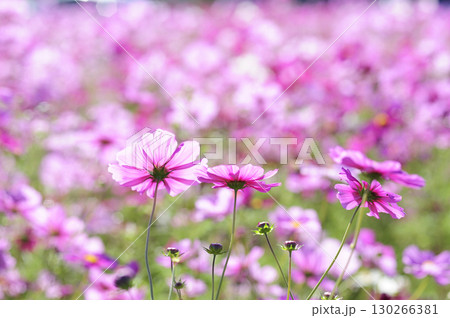 いつか見た　コスモス畑 130266381