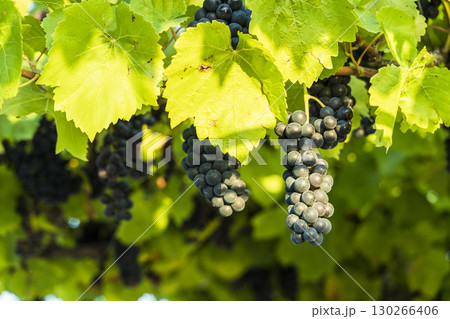 Dark Red Wine Grapes on Vineyard Vine 130266406
