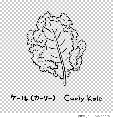 手繪羽衣甘藍2_名稱_黑白 130266620