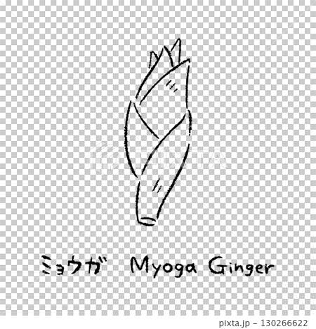 手描きのみょうが2_名称入_白黒 130266622