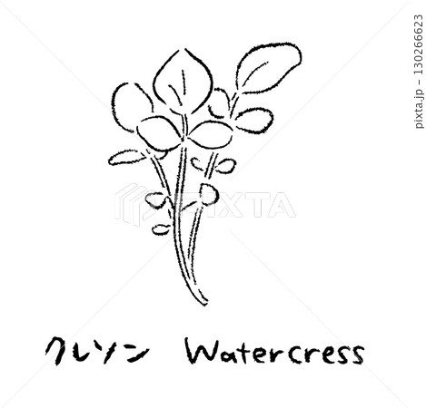 手描きのクレソン2_名称入_白黒 130266623