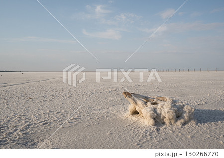 A branch in a salt-mineral formation, on the surface of the salt lake Baskunchak. 130266770