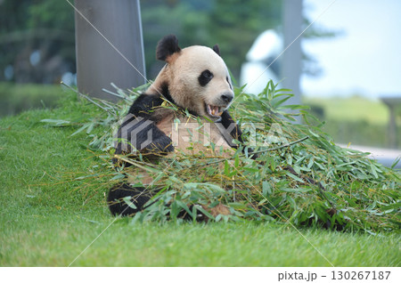 おいしそうに竹を食べる永明 130267187