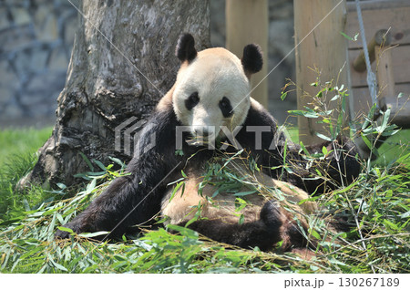 おいしそうに竹を食べる永明 おいしそうに竹を食べる永明 130267189