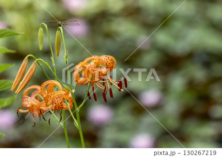 池のふちに咲くコオニユリ 池のふちに咲くコオニユリ 130267219