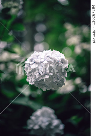 暗闇に咲く白い紫陽花のクローズアップ 130267294