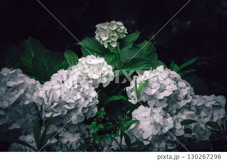 暗闇に咲く白い紫陽花のクローズアップ 130267296