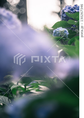 幻想的に咲く青あじさい 幻想的に咲く青あじさい 130267346