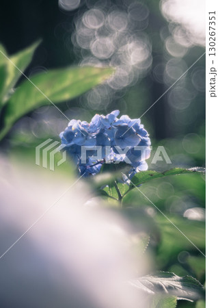 幻想的に咲く青あじさい 130267351