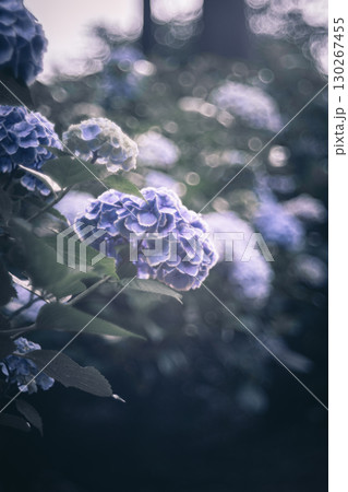 幻想的に咲く紫の紫陽花 130267455