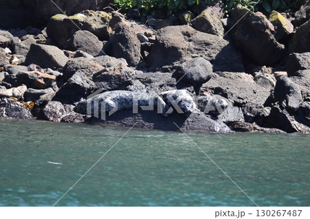 ゼニガタアザラシ ゼニガタアザラシ 130267487