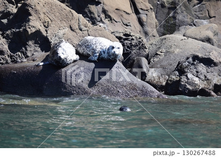 ゼニガタアザラシ ゼニガタアザラシ 130267488
