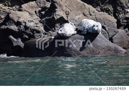ゼニガタアザラシ 130267489