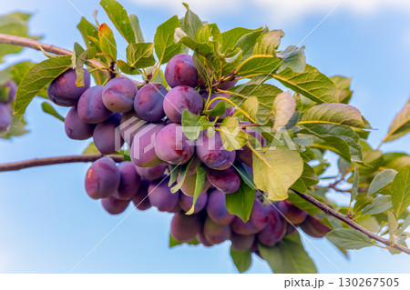 Ripe purple plums on tree branch in orchard with green leaves against blue sky Ripe purple plums on tree branch in orchard with green leaves against blue sky 130267505