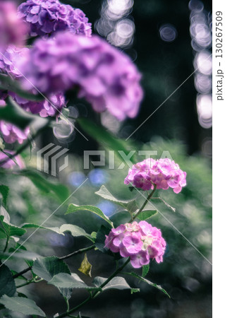 鮮やかに咲くピンクの紫陽花 鮮やかに咲くピンクの紫陽花 130267509