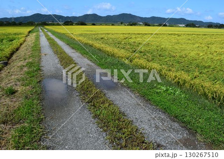 農道と田園風景 山形県庄内 農道と田園風景 山形県庄内 130267510