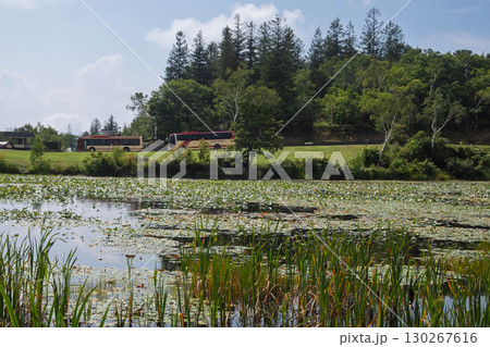 夏の志賀高原　蓮池 130267616