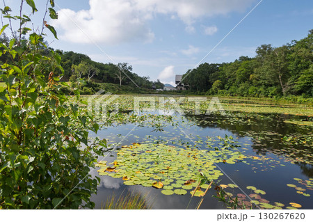 夏の志賀高原　蓮池 130267620