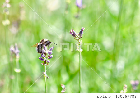 A close-up of a bumblebee gathering nectar from a purple lavender flower against a green background. 130267788