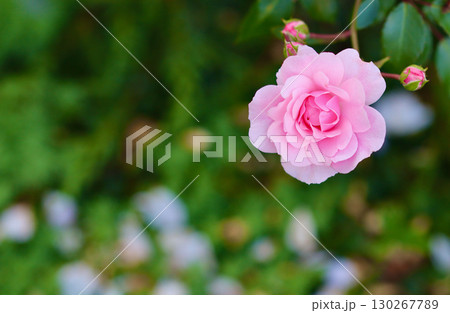 A soft pink rose in full bloom, with a beautiful blurred green background A soft pink rose in full bloom, with a beautiful blurred green background 130267789
