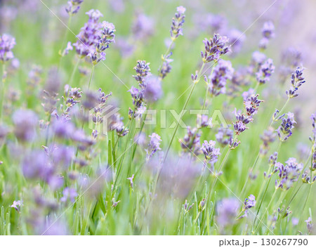 A beautiful field of purple lavender flowers in soft focus with a gentle, dreamlike feel, evoking a sense of calm and natural beauty. 130267790