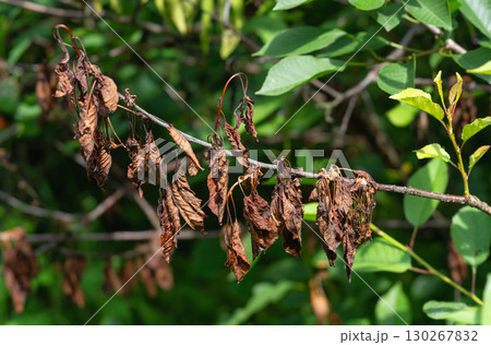 Affected cherry branches and leaves, symptoms of moniliosis Affected cherry branches and leaves, symptoms of moniliosis 130267832