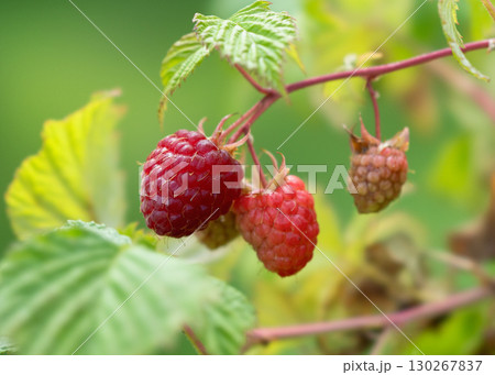 Delicious raspberry berries in the garden close-up Delicious raspberry berries in the garden close-up 130267837