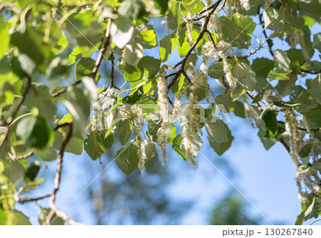 Flowering poplar tree with catkins against a blue sky 130267840