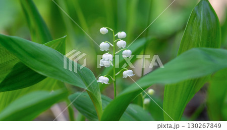 Lily of the valley flower against green forest foliage Lily of the valley flower against green forest foliage 130267849