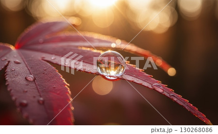 A close-up view of a vibrant red leaf adorned with sparkling water droplets, illuminated by soft golden sunlight and blurred bokeh in the background. 130268086
