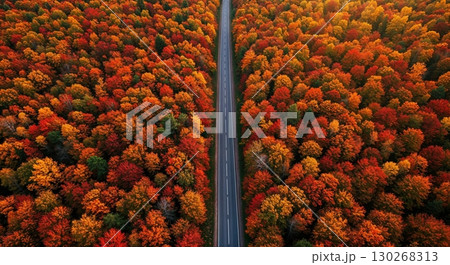 An overhead drone view captures a straight, empty road winding through a vibrant forest ablaze with red, orange, and yellow autumn foliage under warm, soft light. An overhead drone view captures a straight, empty road winding through a vibrant forest ablaze with red, orange, and yellow autumn foliage under warm, soft light. 130268313